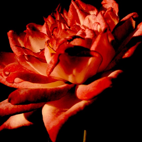 Meet your Posher, Latricia - Picture 1 of 1